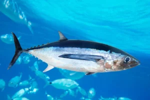 Ikan Tuna Albakora: Hewan Laut yang Menakjubkan dan Berharga