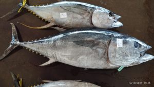 Ikan Tuna Sirip Biru Selatan: Spesies Laut yang Dilindungi