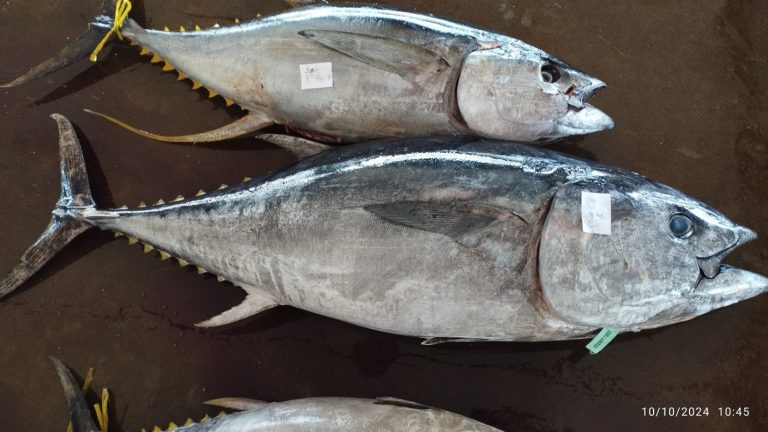 Ikan Tuna Sirip Biru Selatan: Spesies Laut yang Dilindungi