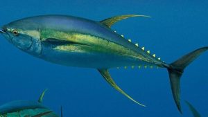 Ikan Tuna Sirip Kuning: Karakteristik dan Habitat Hewan Laut