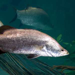 Kakap Putih: Ikan Laut yang Menawan dan Berharga Tinggi