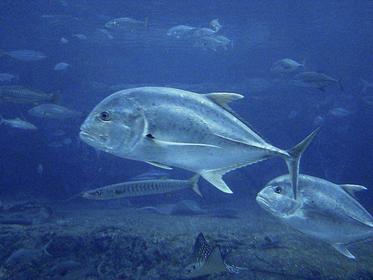 Keanekaragaman Ikan Kuwe di Perairan Florida Selatan