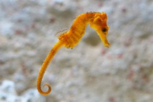 Kuda Laut: Keindahan dan Peran Penting Hewan Laut Ini