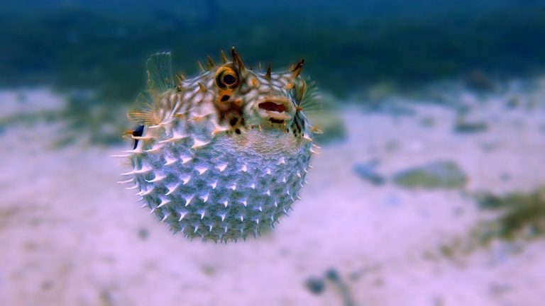 Mengenal Hewan Ikan Buntal: Karakteristik dan Habitatnya