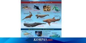 Mengenal Hewan Laut Ikan Daun: Spesies Unik dari Lautan Indonesia