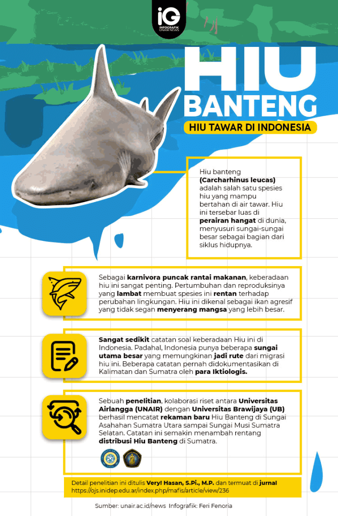 Mengenal Ikan Hiu Banteng: Spesies Laut yang Menakjubkan