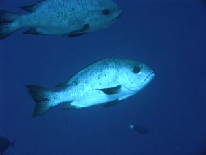 Mengenal Ikan Kakap Sirip Hitam: Spesies Laut yang Menawan