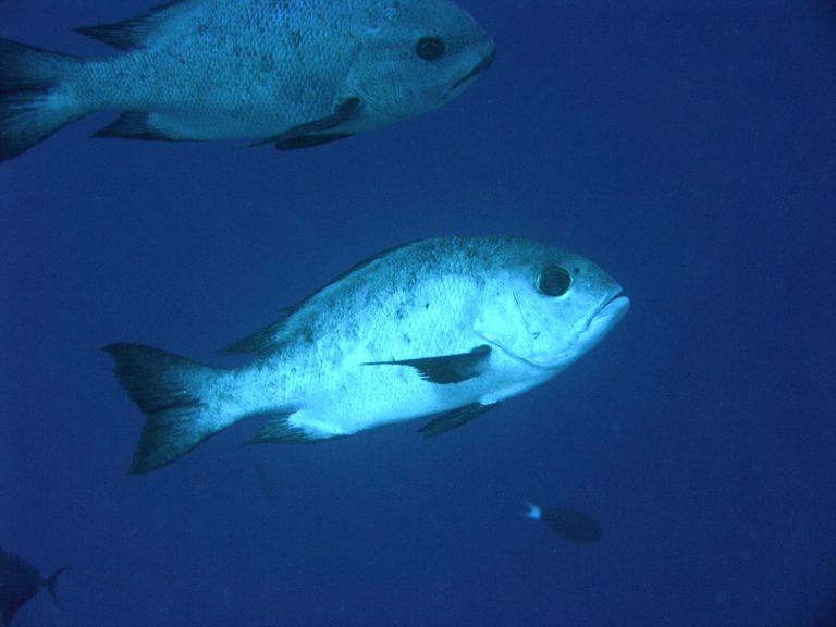 Mengenal Ikan Kakap Sirip Hitam: Spesies Laut yang Menawan