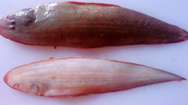 Mengenal Ikan Lidah: Hewan Laut Unik dan Menarik