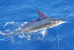 Mengenal Ikan Marlin Loreng, Spesies Laut yang Menakjubkan