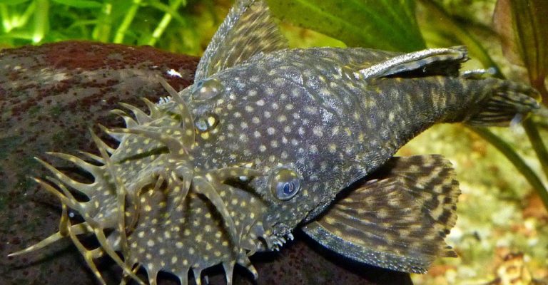 Mengenal Ikan Sapu-Sapu, Hewan Laut yang Unik dan Menarik