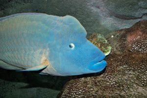 Mengenal Ikan Wrasse: Spesies Hewan Laut yang Menarik
