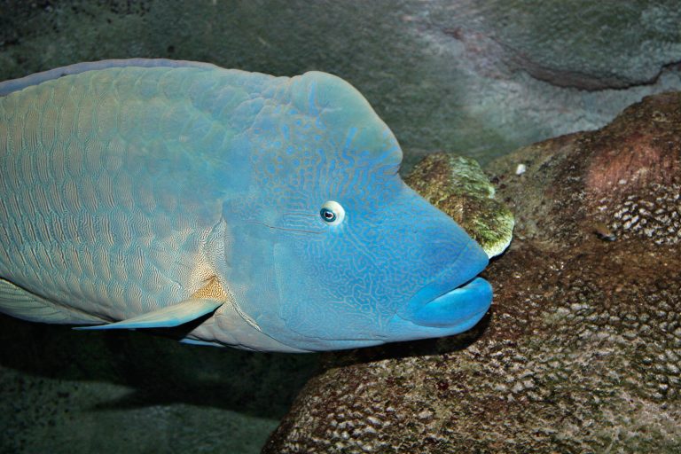 Mengenal Ikan Wrasse: Spesies Hewan Laut yang Menarik