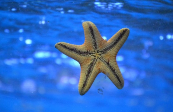 Mengenal Lebih Dekat Bintang Laut: Keindahan dan Karakteristiknya