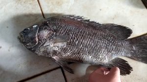 Mengenal Lebih Dekat Kakap Hitam, Ikan Laut yang Menawan