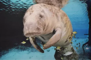 Dugong: Mamalia Laut Langka dan Peran Pentingnya di Ekosistem