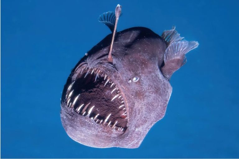 Hewan Laut Anglerfish: Predator Unik dari Kedalaman Lautan