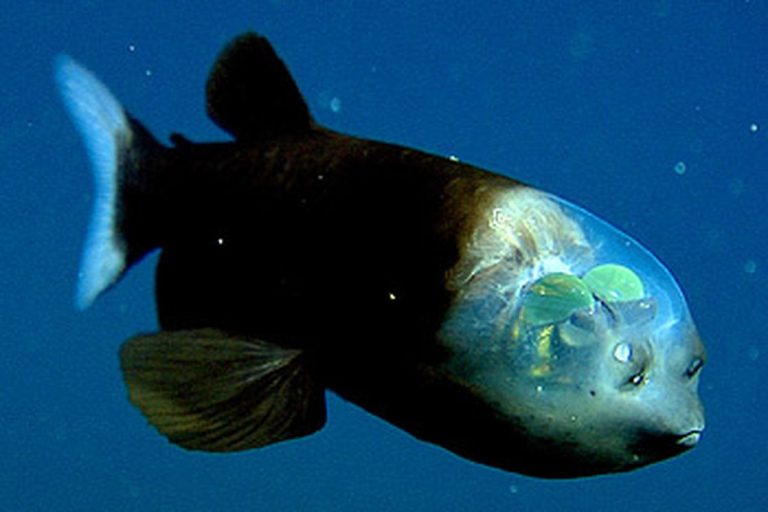Hewan Laut Barreleye Fish: Ikan Laut Dalam dengan Mata Unik