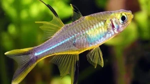 Hewan Laut Ikan Beseng-Beseng: Karakteristik dan Habitatnya