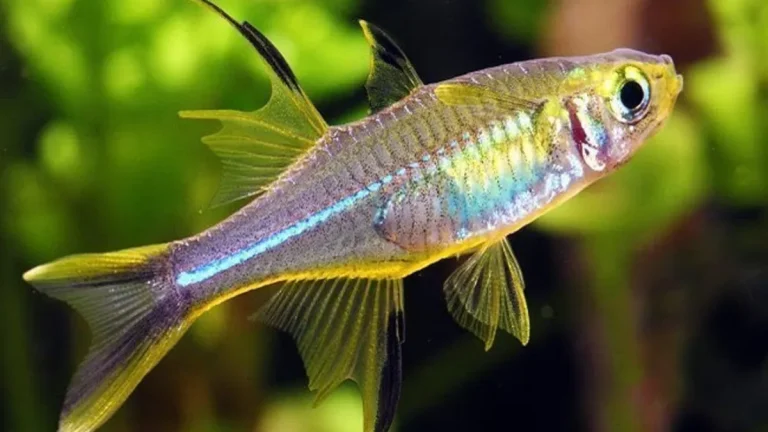 Hewan Laut Ikan Beseng-Beseng: Karakteristik dan Habitatnya