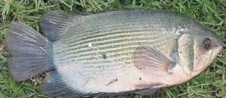 Hewan Laut Ikan Biawan: Karakter dan Peran Ekosistem Laut