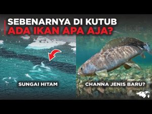 Hewan Laut Ikan Char Arktik: Spesies Unik di Perairan Kutub