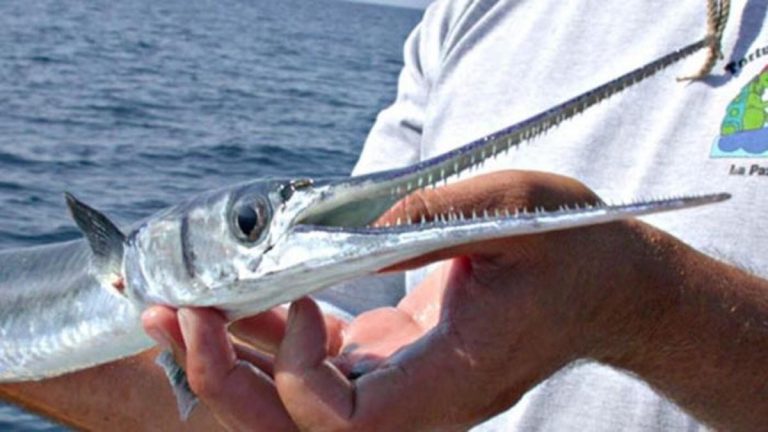 Hewan Laut Ikan Cucut Geger-Lintang: Keunikan dan Peran Ekosistem