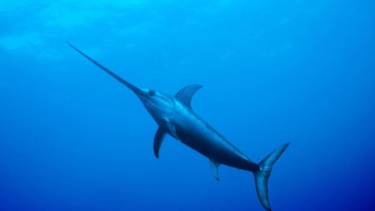 Hewan Laut Ikan Cucut Geger-Lintang: Keunikan dan Peran Ekosistem