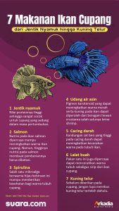 Hewan Laut Ikan Cupang: Karakteristik dan Perawatan yang Tepat