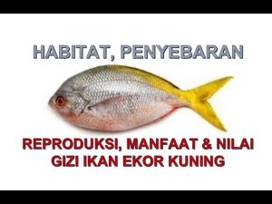 Hewan Laut Ikan Ekor Kuning: Karakteristik dan Habitatnya