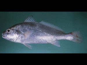 Hewan Laut Ikan Gulamah: Karakteristik dan Peran Ekosistem