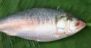 Hewan Laut Ikan Hilsa: Karakteristik dan Peran Ekosistem