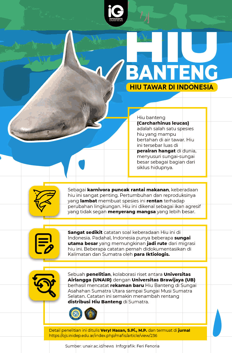 Hewan Laut Ikan Hiu Banteng: Karakteristik dan Habitatnya