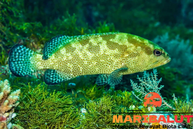 Hewan Laut Ikan Kerapu Batik: Keindahan dan Keunikan Cita Rasa