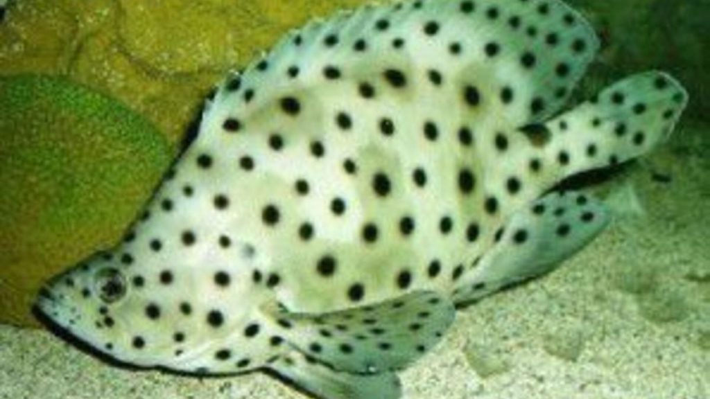 Hewan Laut Ikan Kerapu Bebek: Karakteristik dan Kehidupan Mereka