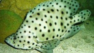 Hewan Laut Ikan Kerapu Bebek: Karakteristik dan Kehidupan Mereka