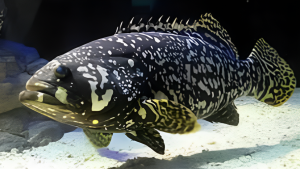 Hewan Laut Ikan Kerapu Cantang: Karakteristik dan Pemeliharaannya