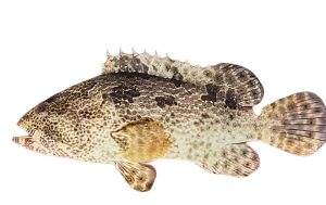 Hewan Laut Ikan Kerapu Macan: Karakter dan Habitatnya