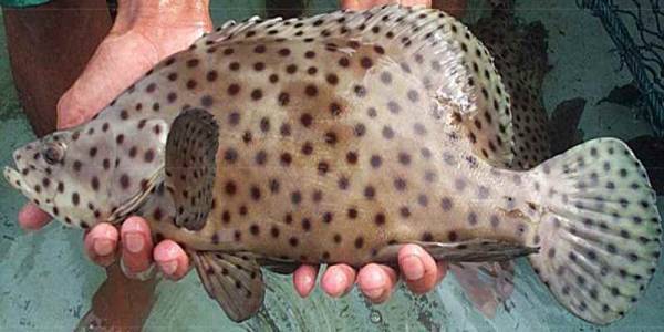 Hewan Laut Ikan Kerapu Tikus: Karakteristik dan Habitatnya