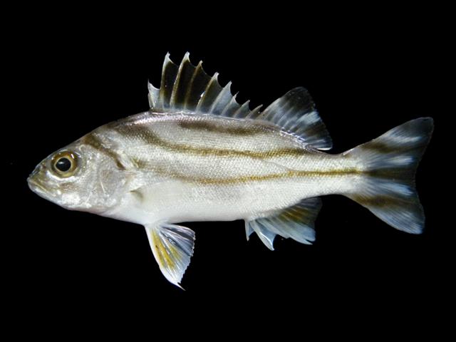 Hewan Laut Ikan Kerong-Kerong: Karakteristik dan Habitatnya