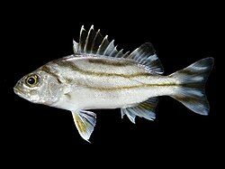 Hewan Laut Ikan Kerong-Kerong: Karakteristik dan Peran Ekosistem