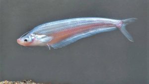 Hewan Laut Ikan Lais Junggang: Karakter dan Habitatnya