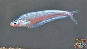 Hewan Laut Ikan Lais Junggang: Karakteristik dan Habitatnya