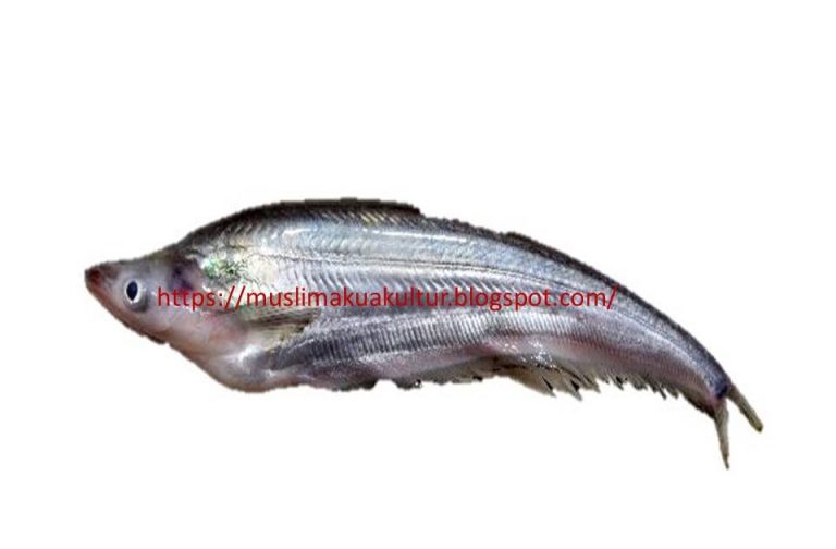 Hewan Laut Ikan Lais Timah: Karakteristik dan Habitatnya