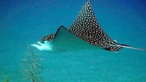 Hewan Laut: Ikan, Pari, Burung Elang dan Peran Ekosistemnya