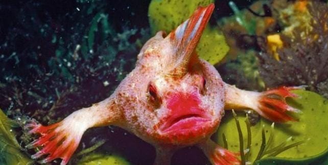 Hewan Laut Ikan Terpony: Spesies yang Menarik dan Unik