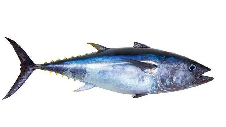 Hewan Laut Ikan Tuna: Karakteristik dan Peran Ekosistem Laut