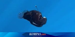 Hewan Laut Spothead Lanternfish: Ikan Lentera Laut Dalam Samudra