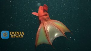 Hewan Laut Vampire Squid: Keunikan dan Kehidupan di Kedalaman Samudra