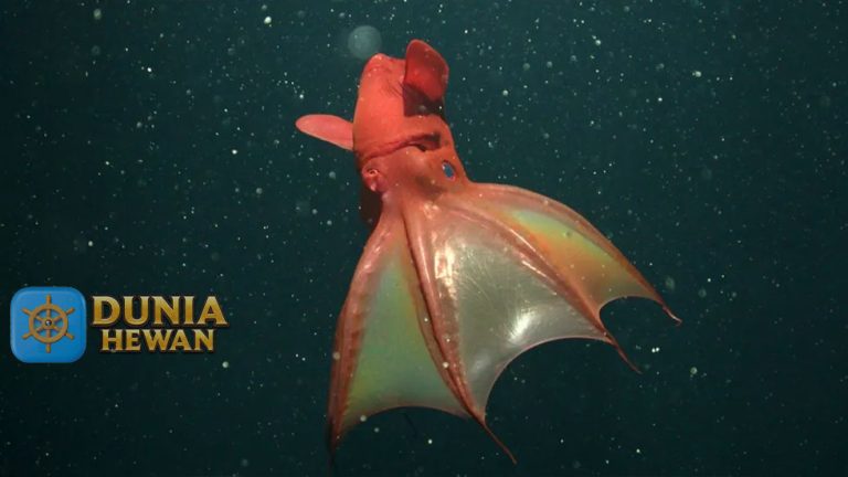 Hewan Laut Vampire Squid: Keunikan dan Kehidupan di Kedalaman Samudra